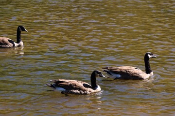 Three Canada geese swimming on an autumn river © fluffypw88