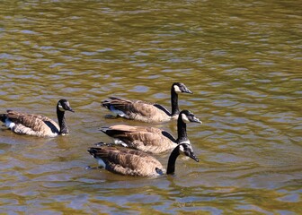 Four Canada geese swimming on an autumn river © fluffypw88