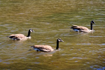 Three Canada geese swimming on an autumn river © fluffypw88