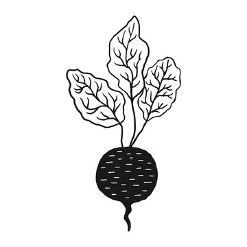 Doodle beetroot png, aesthetic illustration, transparent background