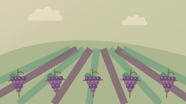 Rang&eacute;es de vignes sous le soleil d&rsquo;automne avec collines et nuages