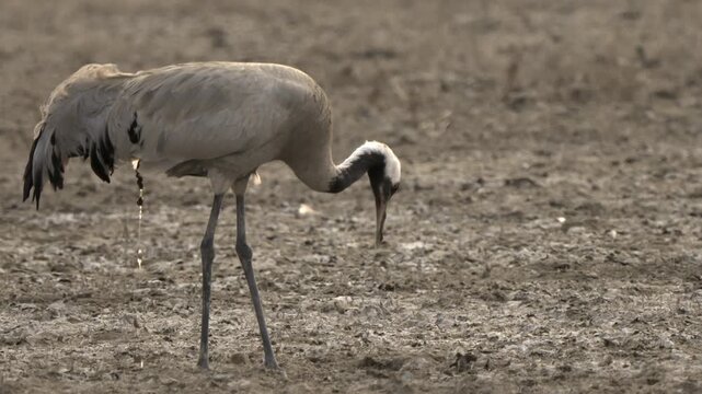 Demoiselle Crane (Anthropoides virgo) pooping in the wild grasslands of Velavadar National Park, Gujarat, India. A natural wildlife behavior captured during the winter migration season.