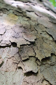 Macro view of rough camouflage bark pattern on a large platanus tree