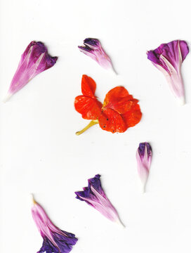 dry purple flower botanic white background texture aesthetic 