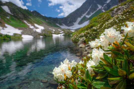 A high-mountain lake with rhododendrons blooming along its shores.