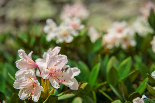 Flowers of the Caucasian rhododendron in their natural habitat.
