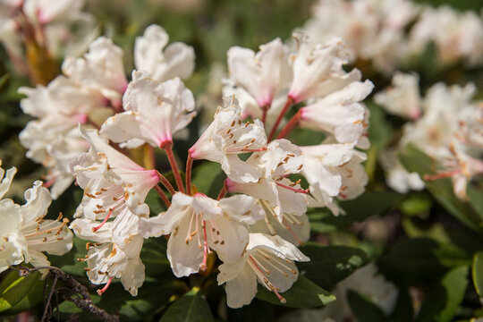Flowers of the Caucasian rhododendron in their natural habitat.