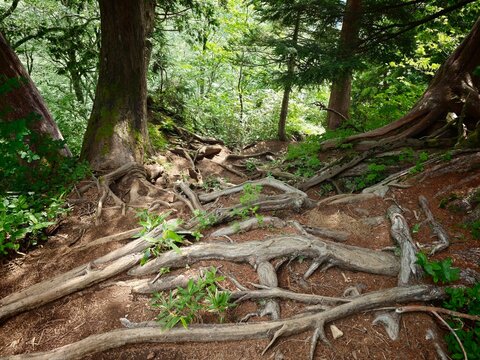 Trails in the Mount Naeba area often run directly over tree roots.