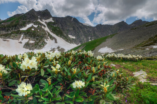Flowers of the Caucasian rhododendron in their natural habitat.