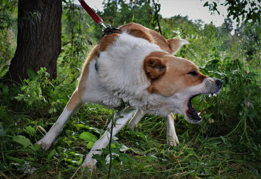 Brown and white dog barking aggressively in green grassy field
