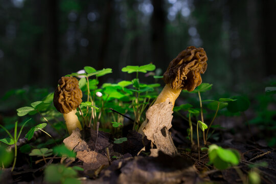 Spring morel mushrooms grow in the forest.