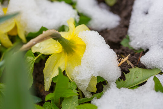 Yellow flowers covered in snow.