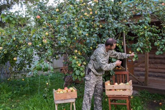 A 50-year-old European man is picking apples from an apple tree.