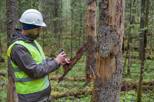 A man, a forestry engineer, inspects dying forest stands.
