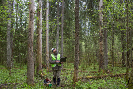A man, a forestry engineer, inspects dying forest stands.