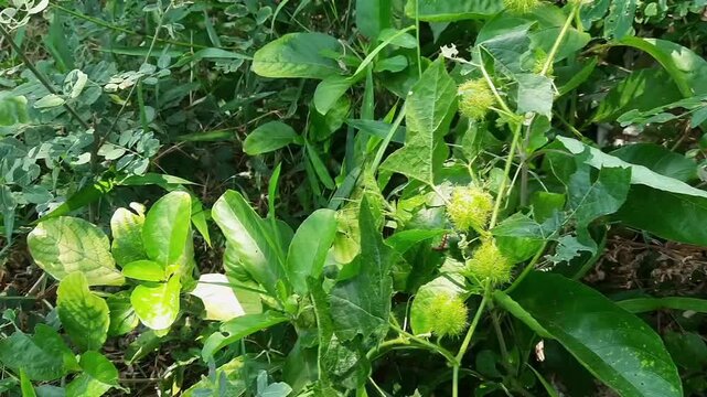 Passiflora Foetida Wild Growing - Stinking Passionflower Vine with Hairy Green Fruit`
