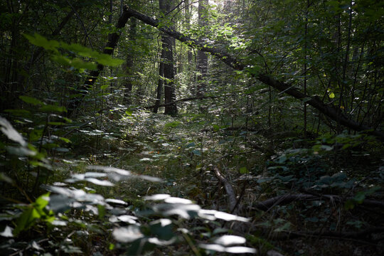 Sunlight filtering through the dense canopy of a lush green forest with fallen tree branches
