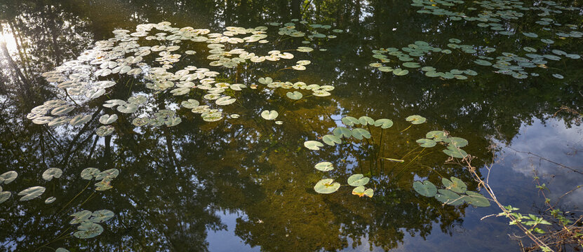 Sunlight reflecting on a tranquil pond surface covered with floating green lily pads in summer
