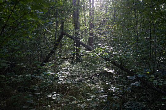 Sunlight filtering through the dense canopy of a lush green forest with fallen tree branches