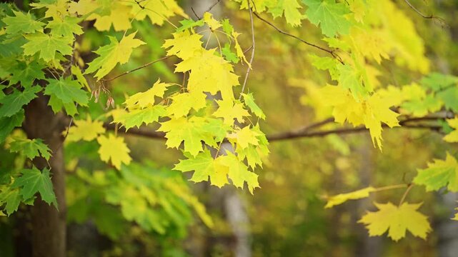 Colorful green and yellow maple foliage moving softly in an autumn woodland, peaceful cinematic 4K nature.