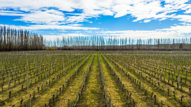 Dormant Pinot Noir vineyard rows with poplar windbreak trees under natural light, Patagonia, Argentina.