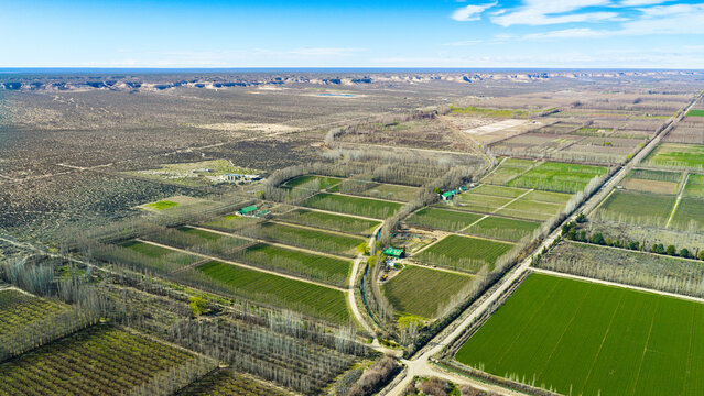 Aerial view of mixed vineyards, orchards and alfalfa fields in the Rio Negro valley between the bardas, Patagonia.