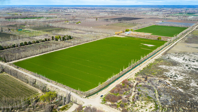 Aerial view of a green alfalfa field beside an irrigation canal in an arid Patagonian valley.