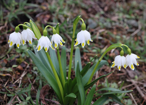 Snowdrops, the first flowers in spring.
