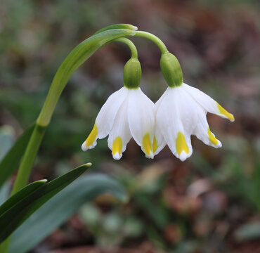 Snowdrops, the first flowers in spring.