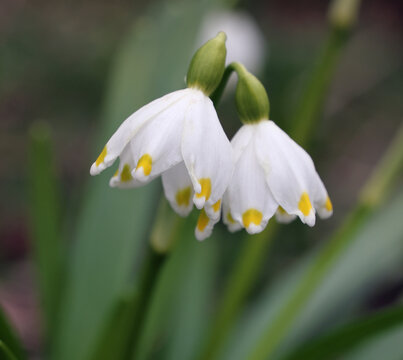 Snowdrops, the first flowers in spring.