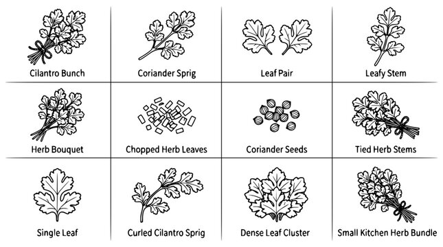 Hand Drawn Cilantro Coriander Herb Line Art Collection