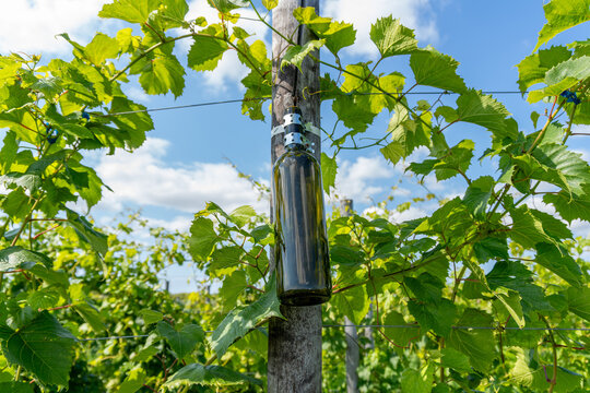 Green glass wine bottle mounted on trellis post in lush vineyard
