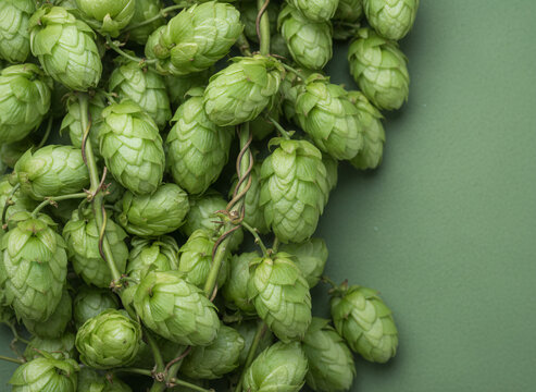 Green hop cones heavy on the bine, surfaces showing honest wear and use, cool even overhead lighting