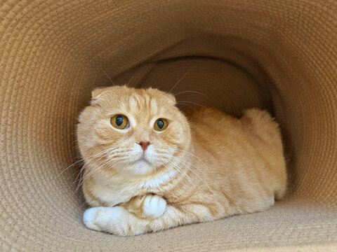An orange tabby cat with folded ears resting inside a cozy woven tunnel. Concept of calm indoor pet comfort.