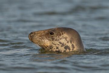 Fototapeta premium Harbor Seal (Phoca vitulina) emerges from water in the morning as it observes its surroundings