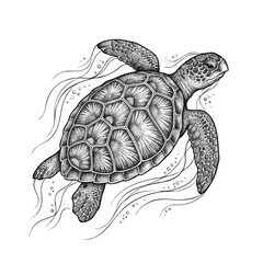 Fototapeta premium Detailed ink drawing of a swimming sea turtle in water with seaturtle underwater wildlife illustration monochrome swimming