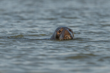 Fototapeta premium Seal surfaces in the morning water and watches its surroundings with visible eyes