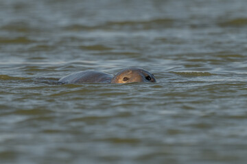 Fototapeta premium Seal surfaces in the morning water and watches its surroundings with visible eyes