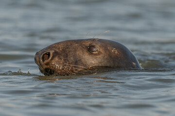 Fototapeta premium Gray Seal (Halichoerus grypus) emerges from water in the morning observing surroundings in an aquatic environment.