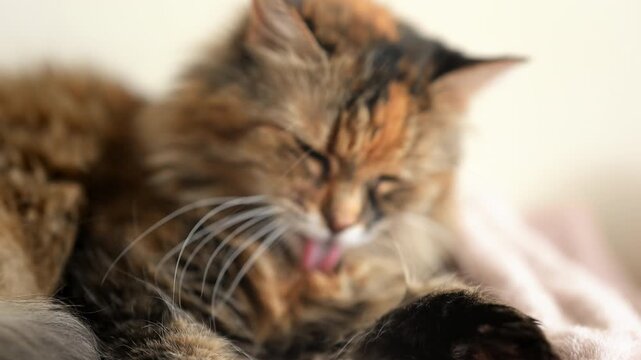 Fluffy cat licking its lips while resting, cute feline grooming behavior captured in cinematic 4K.
