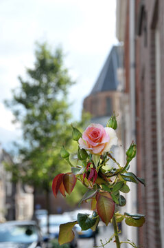 Vorgartenrose in Haderwijk im Gelderland