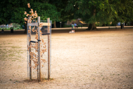 Young Tree in Protective Cage on Dry Park Lawn During Drought Season, Urban Landscape and Conservation Concept in England UK