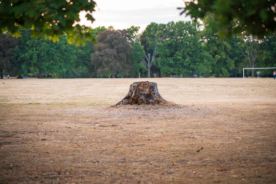 Lonely Tree Stump in Dry Park Field Amid Summer Drought With Green Trees in Background in England UK