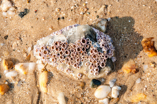 Barnacles growing on a rock on sandy beach