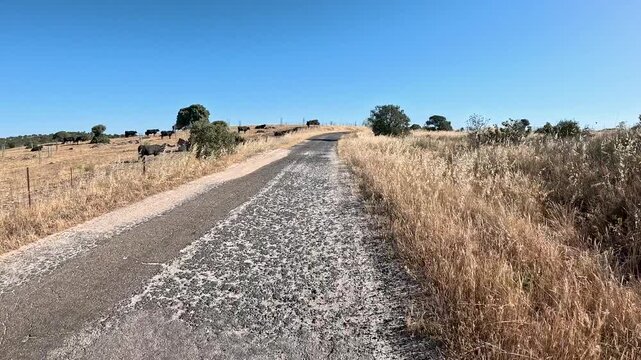 Paved road on a summer rural landscape leaving the Proserpina dam in direction to El Carrascalejo, province of Badajoz, Extremadura, Spain