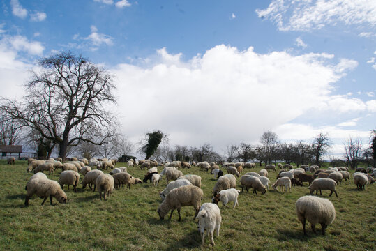 A flock of sheep and a few goats are enjoying the lush meadow.
