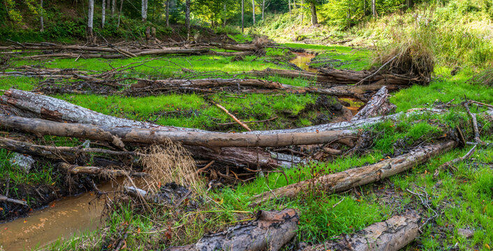 Natural Forest Stream Channel with Lush Vegetation After Beaver Activity.