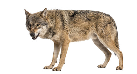 Fototapeta premium A snarling gray wolf standing in profile against a clean white background for isolation