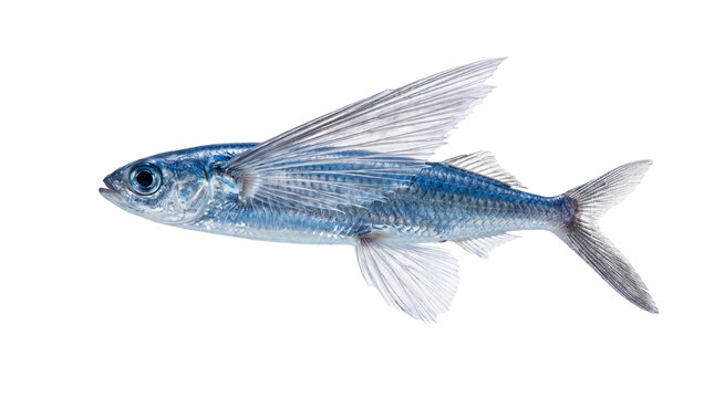 Flying fish with iridescent blue scales and wing-like fins, tropical marine exocoetidae species, fresh saltwater fish for culinary and biological study isolated PNG with Transparent Background