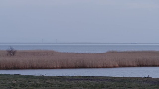 Wetland Reeds and Distant Oresund Bridge Skane Locked-Off Shot